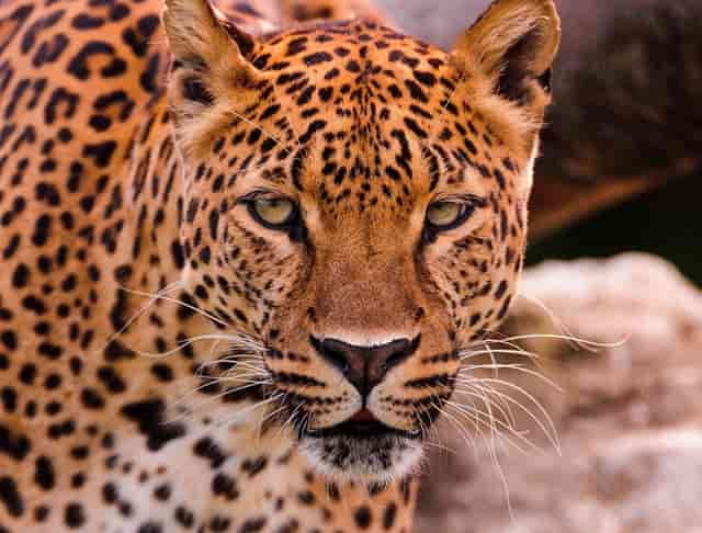 袖虎病猫攻略：猫咪吐粮是怎么回事