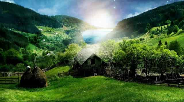 袖虎病猫攻略：猫咪常见骨骼疾病