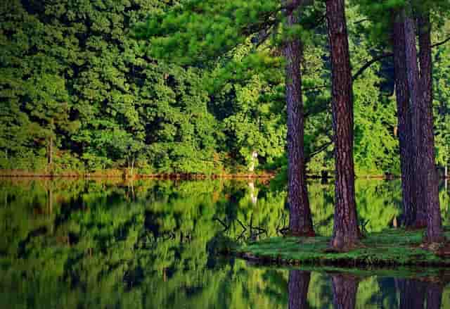 袖虎病猫攻略：猫咪减肥小妙招