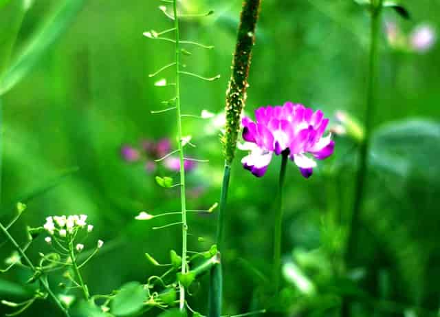 头发散着日语(在日本剪头发需要的日语)