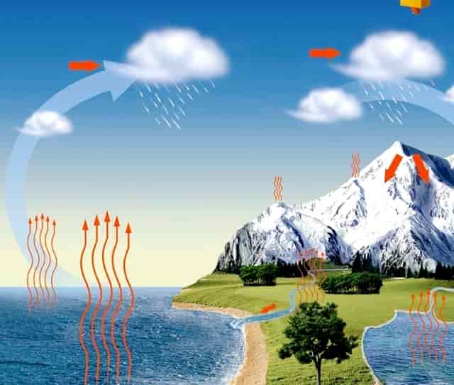 袖虎案例：猫鼻支还会容易死猫吗？