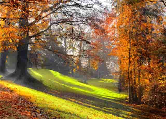 袖虎如此解读猫咪小肚腩的秘密
