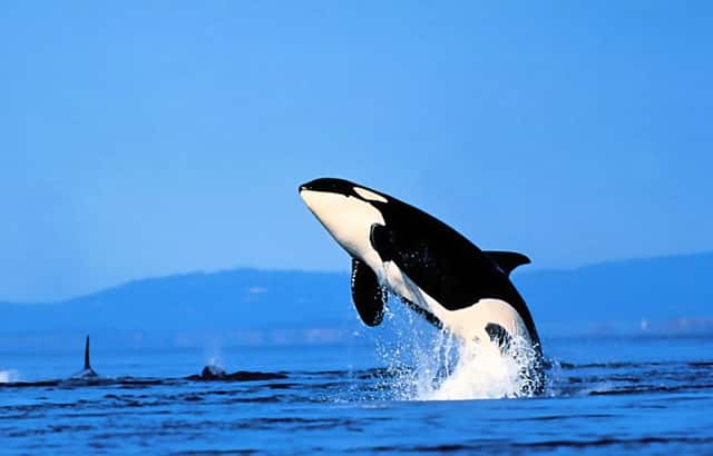 oppo智能游戏中心登录游戏