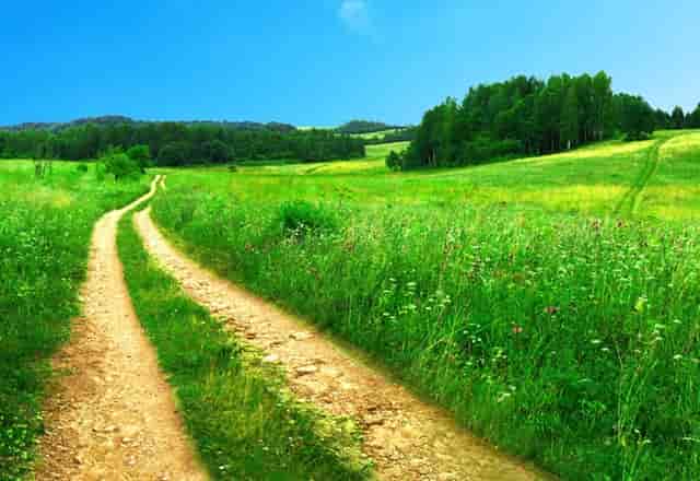 袖虎病猫攻略：猫爪子感染真菌怎么办