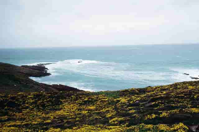 袖虎病猫攻略：猫咪需要挤肛门腺吗？