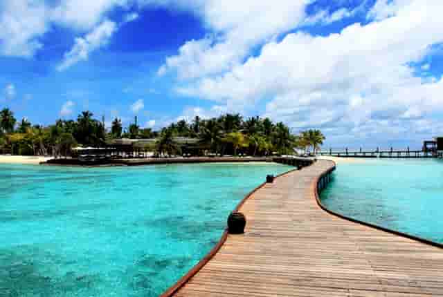 袖虎病猫攻略：猫脂肪肝的二三事