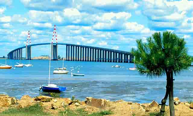 袖虎病猫攻略：买到猫癣的猫怎么办