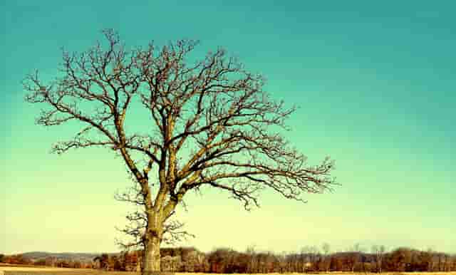 袖虎病狗攻略：金毛关节炎，必须小心