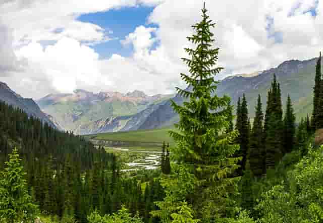 袖虎病猫攻略：纯种猫常见的遗传病