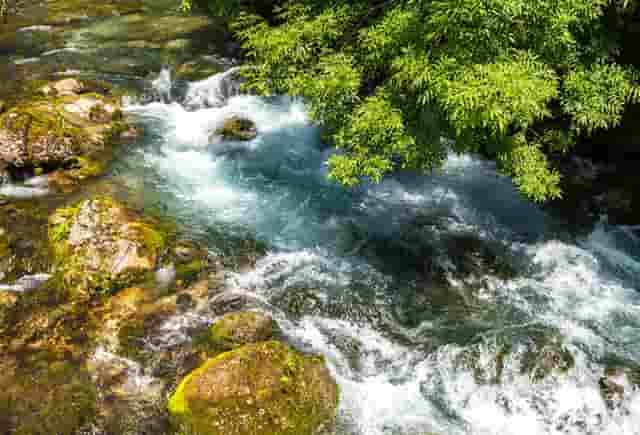 袖虎宠物捅出常见套路