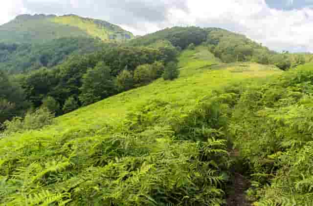 袖虎发现的骗子套路：领养宠物